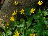 Ficaria verna 76, Speenkruid, Saxifraga-Ed Stikvoort