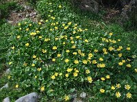 Ficaria verna 79, Speenkruid, Saxifraga-Harry Jans