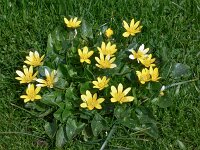 Ficaria verna 80, Speenkruid, Saxifraga-Harry Jans