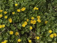 Ficaria verna 86, Speenkruid, Saxifraga-Jan van der Straaten