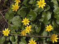Ficaria verna 87, Speenkruid, Saxifraga-Jan van der Straaten