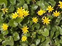Ficaria verna 90, Speenkruid, Saxifraga-Jan van der Straaten
