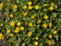 Ficaria verna 91, Speenkruid, Saxifraga-Jan van der Straaten