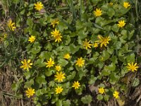 Ficaria verna 92, Speenkruid, Saxifraga-Jan van der Straaten