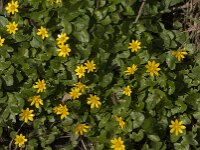Ficaria verna 94, Speenkruid, Saxifraga-Jan van der Straaten