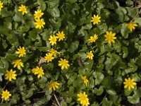 Ficaria verna 95, Speenkruid, Saxifraga-Jan van der Straaten