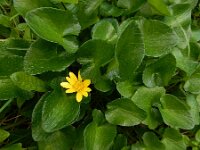 Ficaria verna ssp ficariiformis 18, Saxifraga-Ed Stikvoort