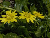Ficaria verna ssp ficariiformis 34, Saxifraga-Willem van Kruijsbergen