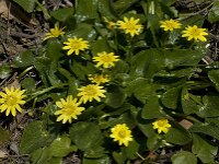 Ficaria verna ssp ficariiformis 62, Saxifraga-Willem van Kruijsbergen