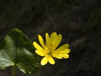 Ficaria verna ssp ficariiformis 81, Saxifraga-Jan van der Straaten