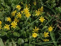 Ficaria verna 1, Speenkruid, Saxifraga-Jan van der Straaten