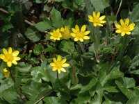 Ficaria verna 10, Speenkruid, Saxifraga-Marijke Verhagen