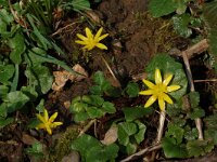 Ficaria verna 11, Speenkruid, Saxifraga-Willem van Kruijsbergen