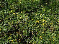 Ficaria verna 18, Speenkruid, Saxifraga-Jan van der Straaten