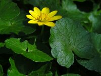Ficaria verna 28, Speenkruid, Saxifraga-Ed Stikvoort