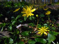 Ficaria verna 29, Speenkruid, Saxifraga-Ed Stikvoort