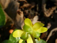 Ficaria verna 37, Speenkruid, Saxifraga-Hans Boll