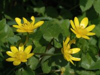 Ficaria verna 7, Speenkruid, Saxifraga-Marijke Verhagen
