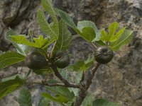 Ficus carica 11, Vijg, Saxifraga-Willem van Kruijsbergen
