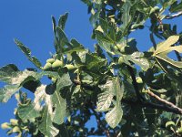 Ficus carica 6, Vijg, Saxifraga-Peter Lengyel