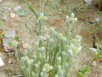Filago vulgaris 18, Duits viltkruid, Saxifraga-Rutger Barendse
