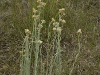 Filago vulgaris 3, Duits viltkruid, Saxifraga-Willem van Kruijsbergen