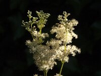 Filipendula ulmaria 93, Moerasspirea, Saxifraga-Jan van der Straaten
