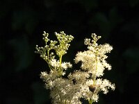 Filipendula ulmaria 94, Moerasspirea, Saxifraga-Jan van der Straaten