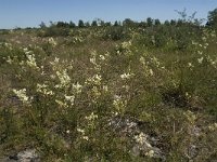 Filipendula vulgaris 10, Knolspirea, Saxifraga-Jan van der Straaten