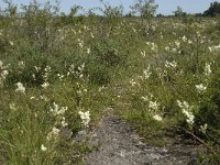 Filipendula vulgaris 11, Knolspirea, Saxifraga-Jan van der Straaten
