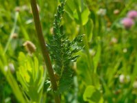 Filipendula vulgaris 17, Knolspirea, Saxifraga-Ed Stikvoort