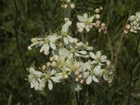 Filipendula vulgaris 2, Knolspirea, Saxifraga-Jan van der Straaten