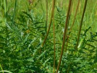 Filipendula vulgaris 21, Knolspirea, Saxifraga-Ed Stikvoort