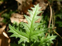 Filipendula vulgaris 25, Knolspirea, Saxifraga-Hans Boll
