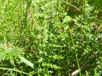 Filipendula vulgaris 32, Knolspirea, Saxifraga-Rutger Barendse