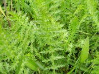 Filipendula vulgaris 33, Knolspirea, Saxifraga-Rutger Barendse