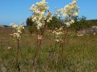 Filipendula vulgaris 35, Knolspirea, Saxifraga-Ed Stikvoort