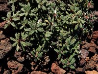 Forsskaolea angustifolia 1, Saxifraga-Ed Stikvoort