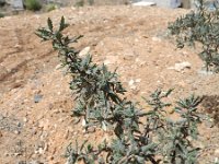 Forsskaolea angustifolia 1, Saxifraga-Rutger Barendse