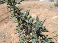 Forsskaolea angustifolia 2, Saxifraga-Rutger Barendse