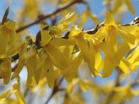 Forsythia intermedia 1, Saxifraga-Jan van der Straaten