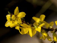 Forsythia intermedia 4, Saxifraga-Jan van der Straaten