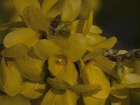 Forsythia intermedia 9, Saxifraga-Jan van der Straaten