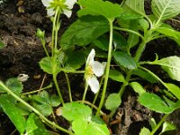 Fragaria chiloensis