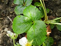 Fragaria chiloensis 2, Saxifraga-Rutger Barendse