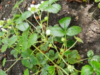 Fragaria chiloensis 3, Saxifraga-Rutger Barendse