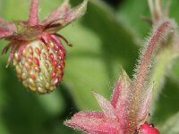 Fragaria moschata