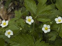 Fragaria vesca, Wild Strawberry