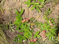 Fragaria viridis 2, Heuvelaardbei, Saxifraga-Jasenka Topic