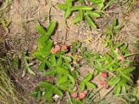 Fragaria viridis 2, Saxifraga-Jasenka Topic